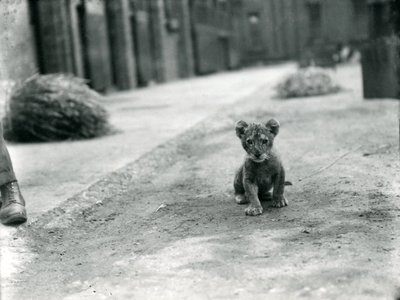 Lion cub at London Zoo by Frederick William Bond